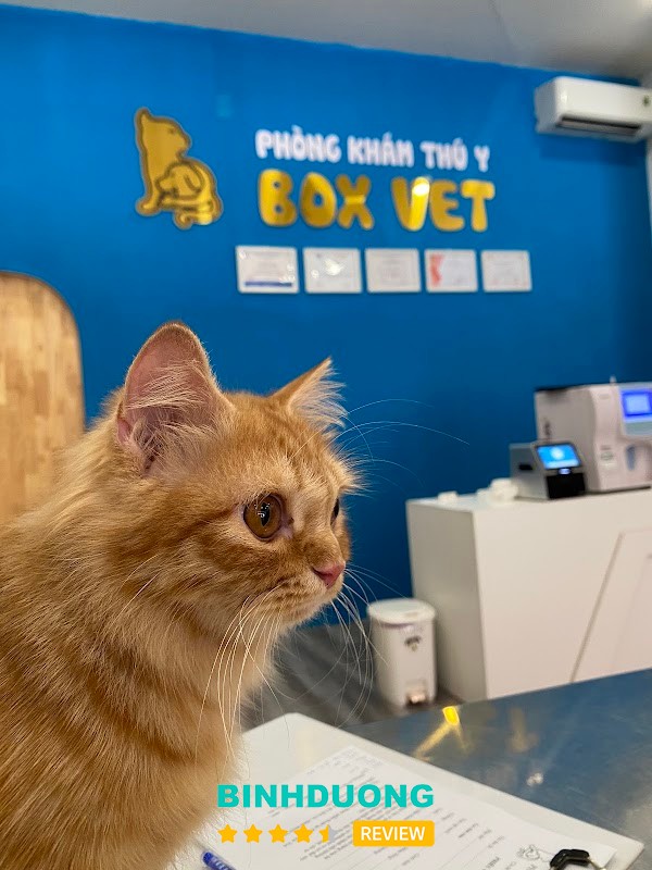 Thú y Box Vet tại Bến Cát