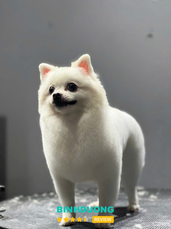 Sản phẩm và dịch vụ thú cưng tại Nâu Pet