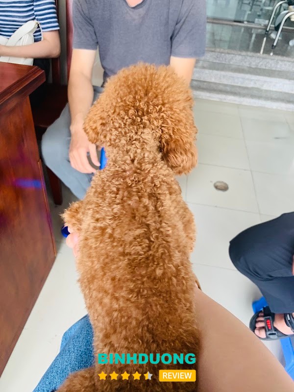 Hallo Pet Dĩ An – hình ảnh 3