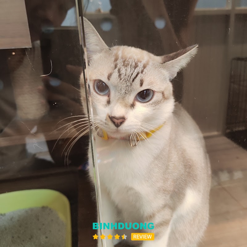 Phòng Khám Thú Y Vet Yo – hình ảnh 3