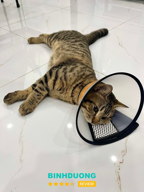 Thú Y Fuji Pet Dĩ An 24/7