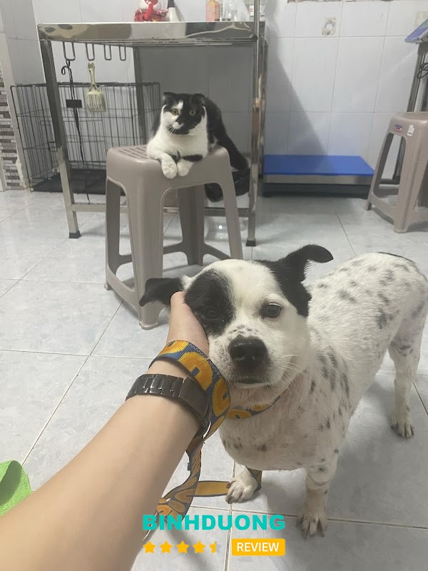 Thú Y Fuji Pet Dĩ An – hình ảnh 3