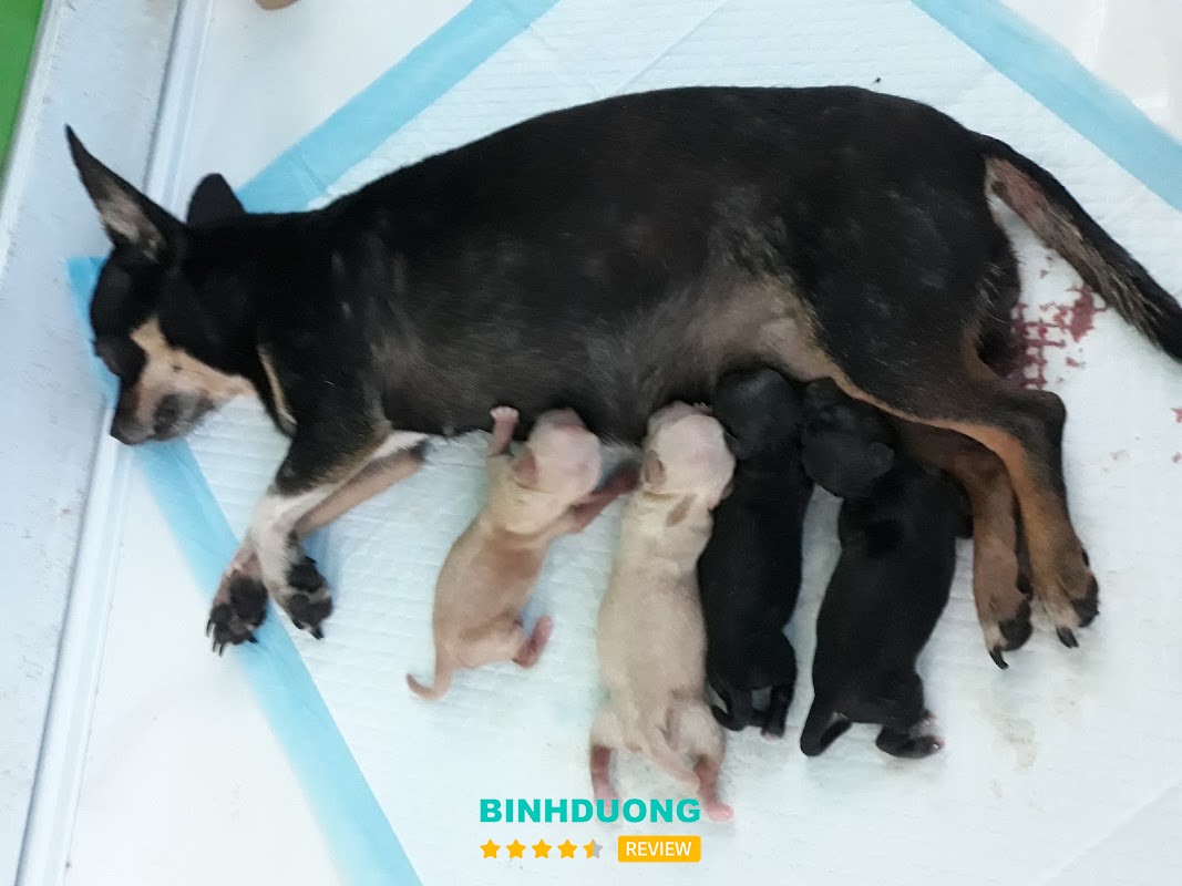 Phòng Khám Thú Y Thạch Ngọc – hình ảnh 2