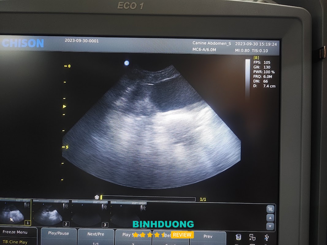 Dịch vụ chăm sóc thú cưng tại An Phú – hình ảnh 3