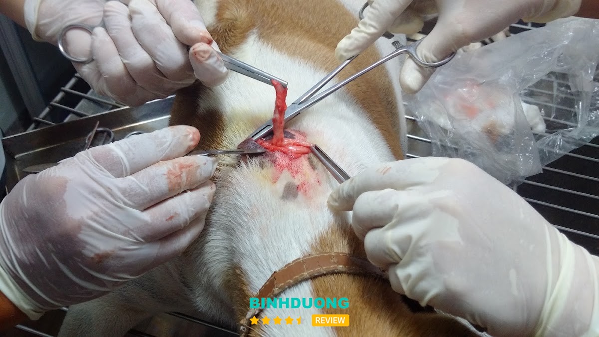 PHÒNG KHÁM THÚ Y PET 29 THUẬN AN