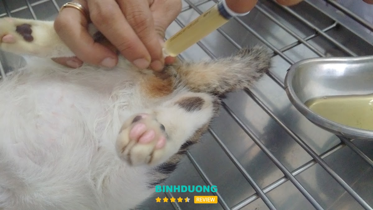 Không gian PET 29 Thuận An – hình ảnh 2