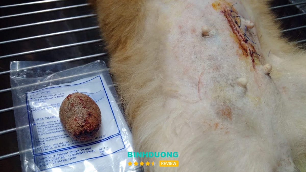 Khu vực chăm sóc thú nuôi tại PET 29 – hình ảnh 3
